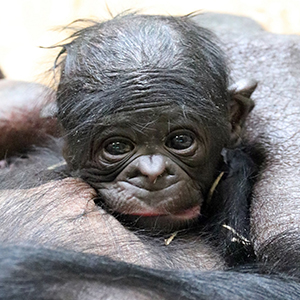 Dr. William Lane Craig