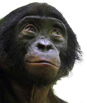 Bonobo