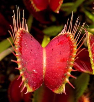 Venusfliegenfalle