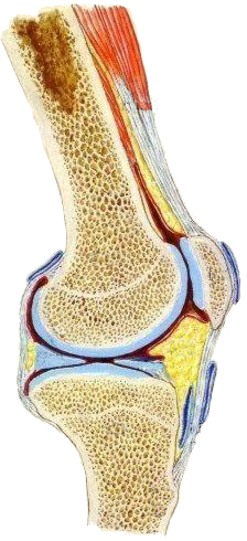 zur Site Das Kniegelenk