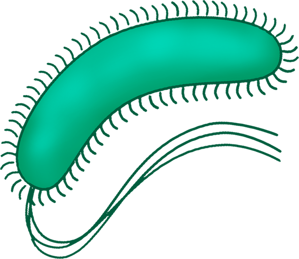 Vibrio cholerae